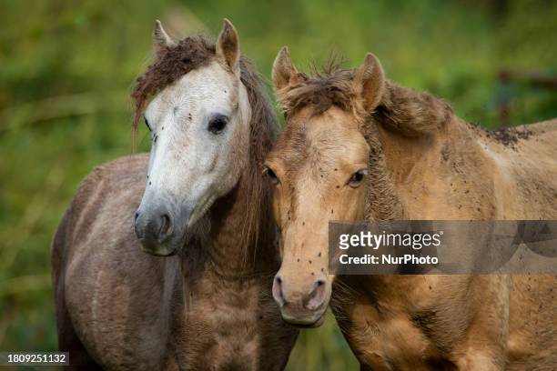 Two Caspian miniature horses are standing in one of their main habitats in Gilan Province, Northern Iran, on October 19, 2012. Known as the Iranian...