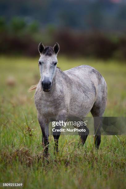 Caspian miniature horse is standing in one of its main habitats in Gilan Province, Iran, on October 19, 2012. Known as the Iranian horse or the...