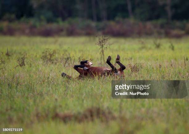 Caspian miniature horse is rolling on the ground in one of its main habitats in Gilan Province, Iran, on October 19, 2012. Known also as the Iranian...