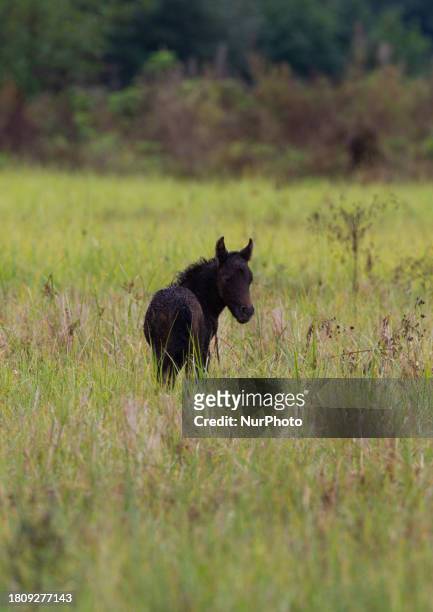 Caspian miniature horse, just 14 days old, is standing in its main habitat in Gilan Province, Northern Iran, on October 19, 2012. Known also as the...