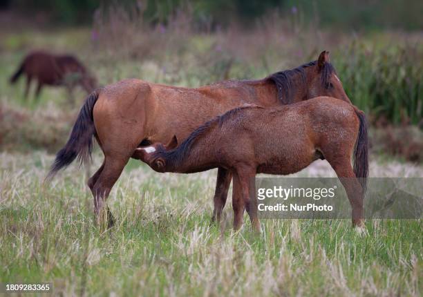 Two Caspian miniature horses are standing in one of their main habitats in Gilan Province, Northern Iran, on October 19, 2012. Known as the Iranian...