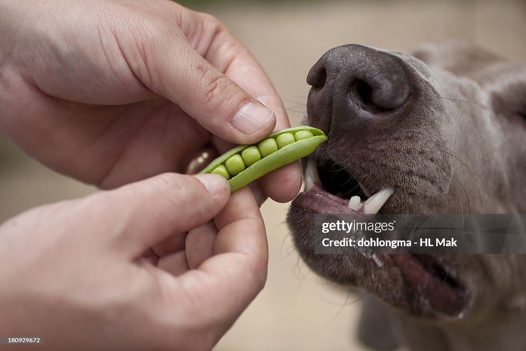 Man giving fresh peas to dog to taste,
