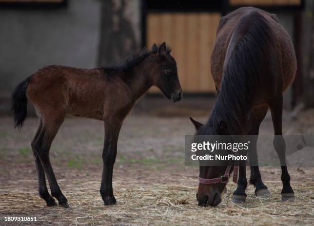 Caspian miniature horse and its 14-day-old foal are being seen in a garden near the city of Karaj, 45km northwest of Tehran, on May 1, 2009. The...