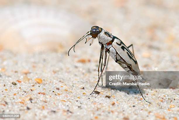 cicindela dorsalis (beach tiger beetle) - cape lookout national seashore stock pictures, royalty-free photos & images