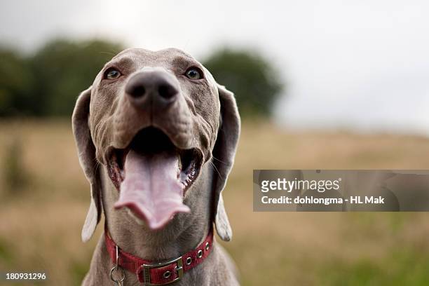 happy dog with mouth wide open - hecheln stock-fotos und bilder