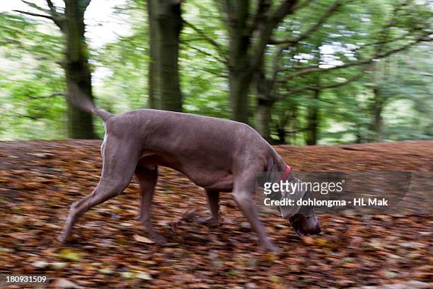 dog sniffing in the woods - leaf on roof stockfoto's en -beelden