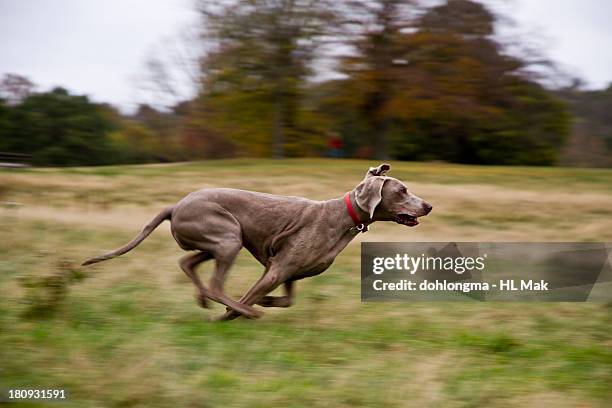 running dog - weimaraner bildbanksfoton och bilder