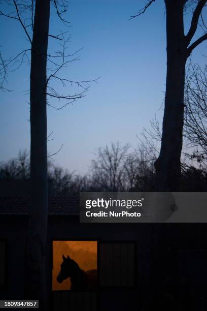 Caspian miniature horse is standing in a stable in a garden near the city of Karaj, 45km northwest of Tehran, on February 26, 2009. Known also as the...