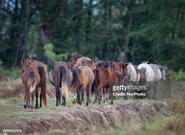 Herd of Caspian miniature horses is grazing in one of their main habitats in Gilan Province, Iran, on October 19, 2012. Known as the Iranian horse or...
