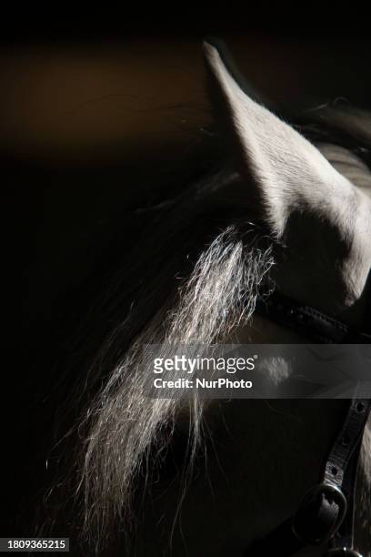 Caspian miniature horse is standing in a garden near the city of Karaj, 45km northwest of Tehran, on June 17, 2011. Known also as the Iranian horse...