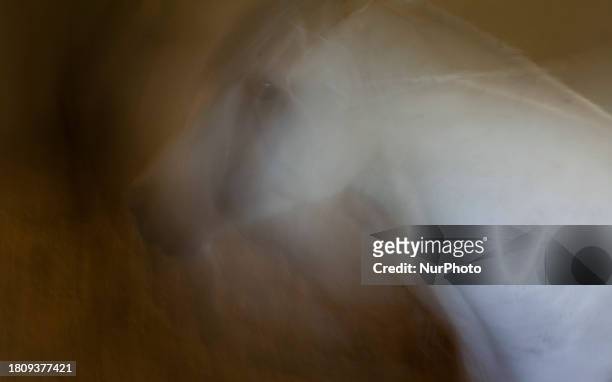 Caspian miniature horse is standing in a stable in a garden near the city of Karaj, 45km northwest of Tehran, on September 1, 2012. Known also as the...