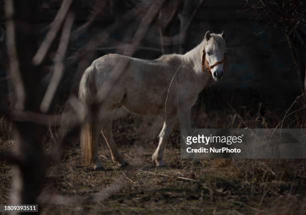 Caspian miniature horse is being seen in a garden near the city of Karaj, 45km northwest of Tehran, on February 26, 2009. Known also as the Iranian...