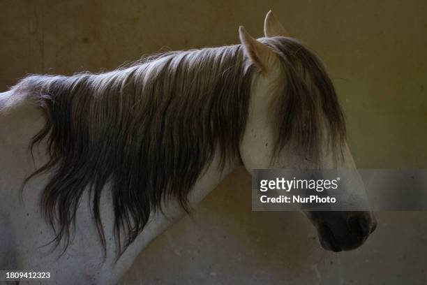 Caspian miniature horse is standing in a stable in a garden near the city of Karaj, 45km northwest of Tehran, on September 1, 2012. Known also as the...