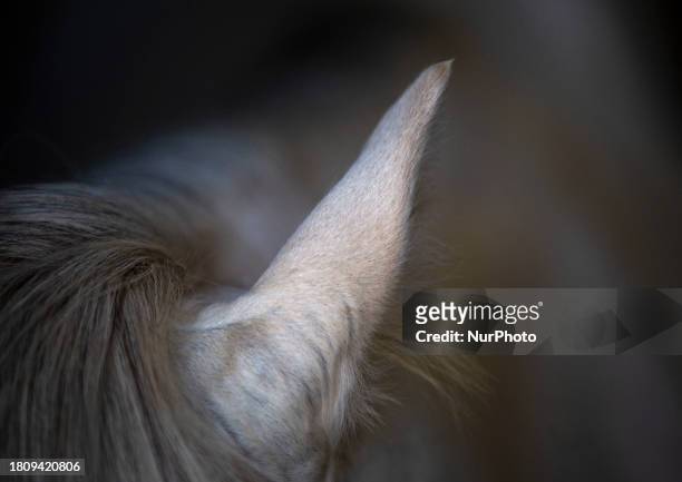 Caspian miniature horse is standing in a garden near the city of Karaj, 45km northwest of Tehran, on September 1, 2012. Known also as the Iranian...
