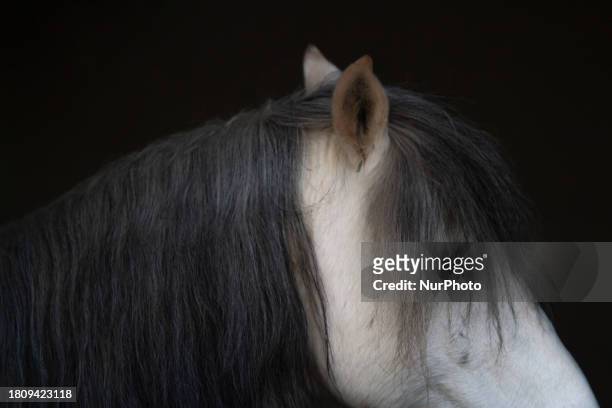 Caspian miniature horse is standing in a stable in a garden near the city of Karaj, 45km northwest of Tehran, on February 17, 2012. Known also as the...