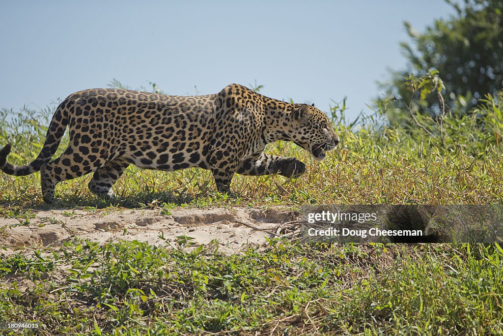 Jaguar hunting