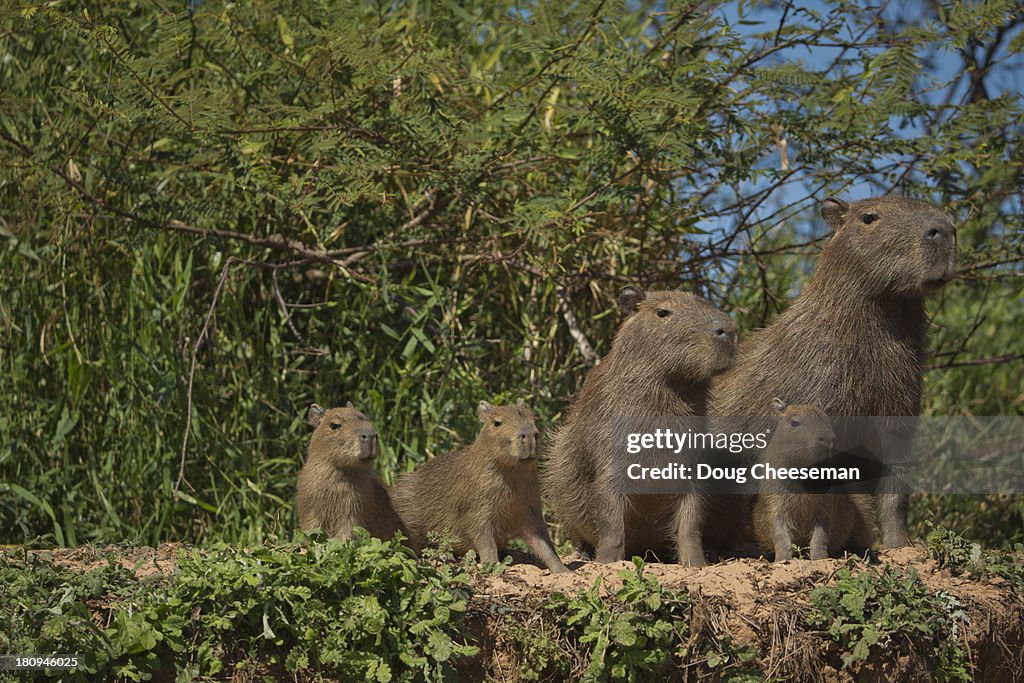 Capybara family