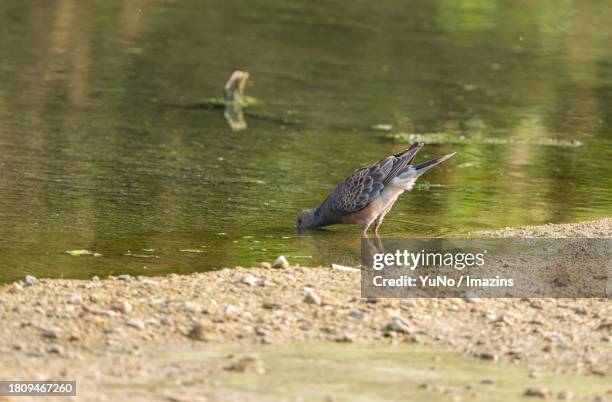 Drippy Turtle 79 Dripping Turtle Stock Photos, High-Res Pictures, and Images - Getty ...