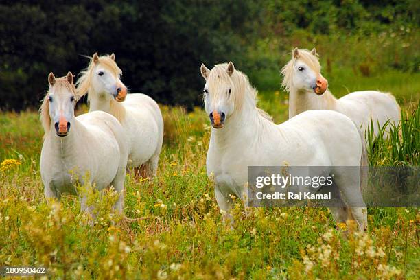 wild pony herd on llanddwyn island. anglesey. - welsh pony stock pictures, royalty-free photos & images