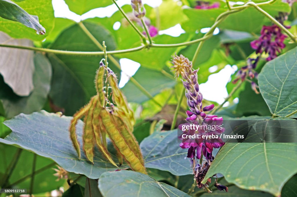 Arrowroot flower