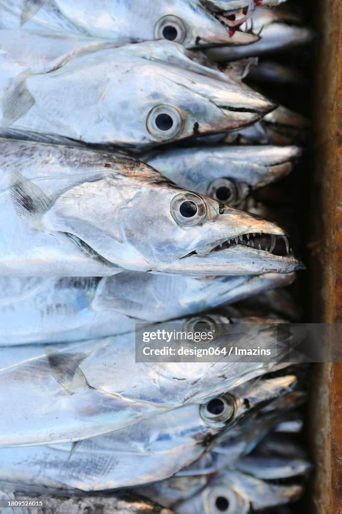 Jeju silver cutlassfish