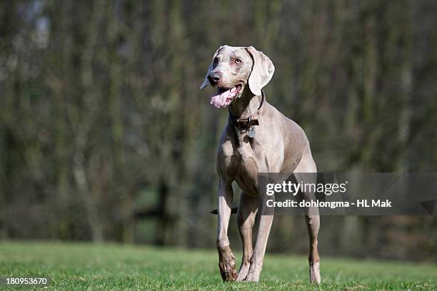 dog waiting for his ball to be thrown in park - weimaraner stock-fotos und bilder