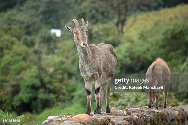 nilgiri tahr - nilgiri tahr stock pictures, royalty-free photos & images