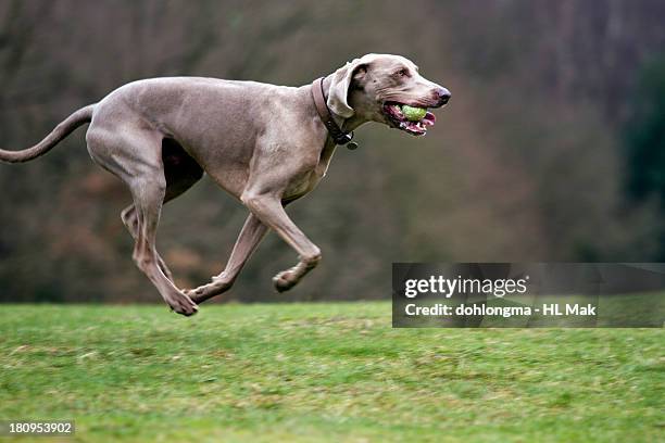 dog running with ball in mouth - weimaraner stock-fotos und bilder