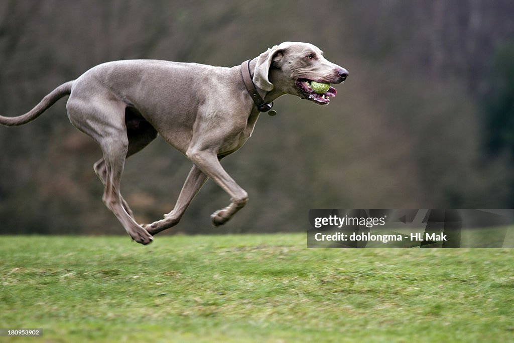 Dog running with ball in mouth