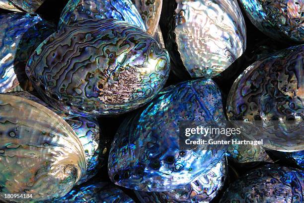 Paua Shell Watch Nz Marine Life Photos and Premium High Res Pictures - Getty Images