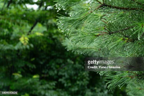 raindrops on pine needles, rainy day - hemlock tree fotografías e imágenes de stock