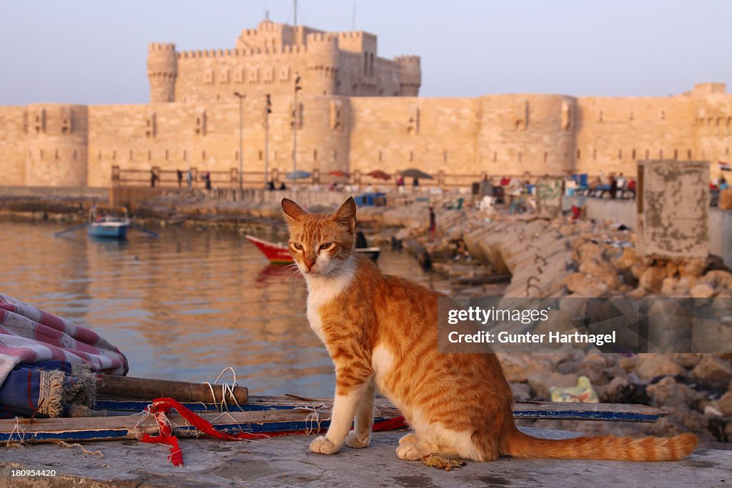 Alexandria, Cat posing