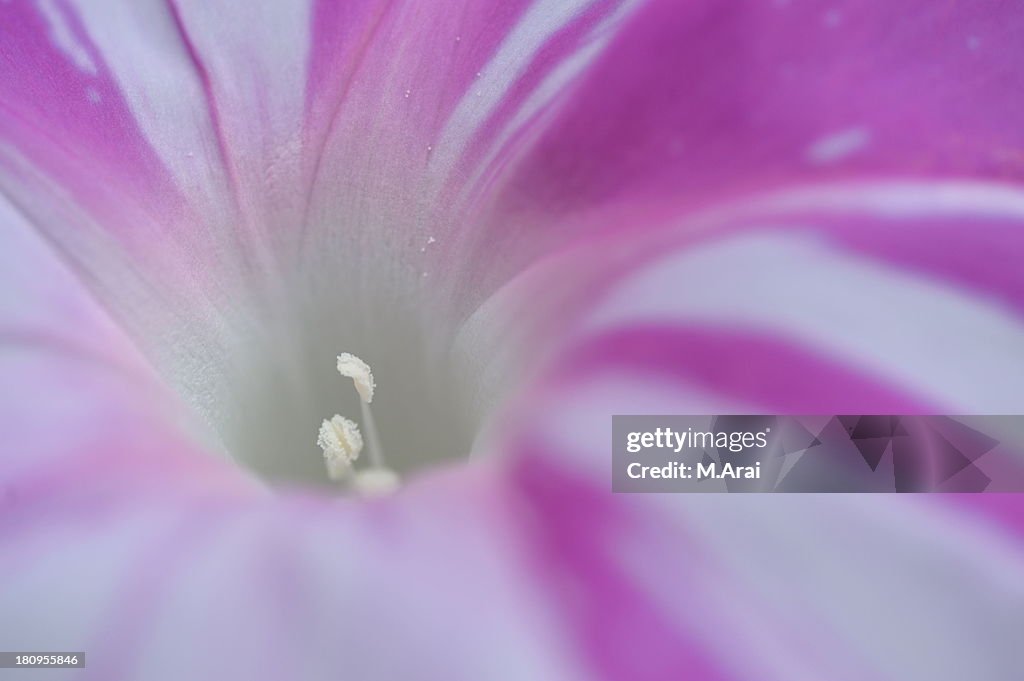 Ipomoea nil