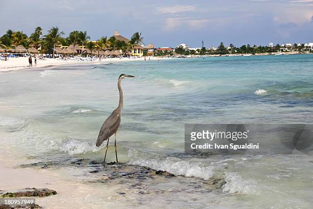 heron on the beach - messico 個照片及圖片檔