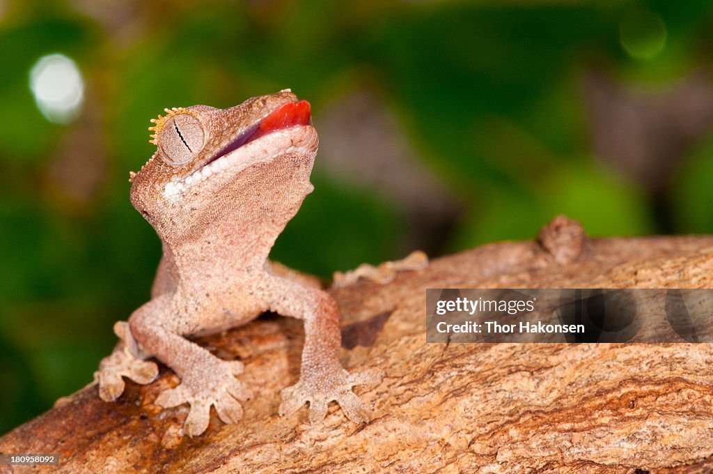 Correlophus ciliatus - Crested Gecko