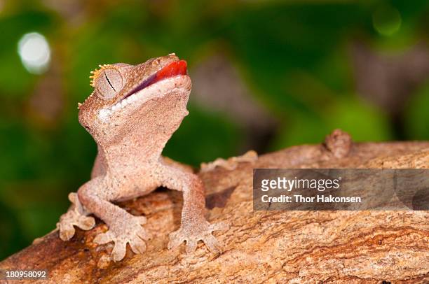 correlophus ciliatus - crested gecko - rhacodactylus stock pictures, royalty-free photos & images