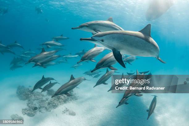 school of spinner dolphins in the south red sea - spinner dolphin stock pictures, royalty-free photos & images