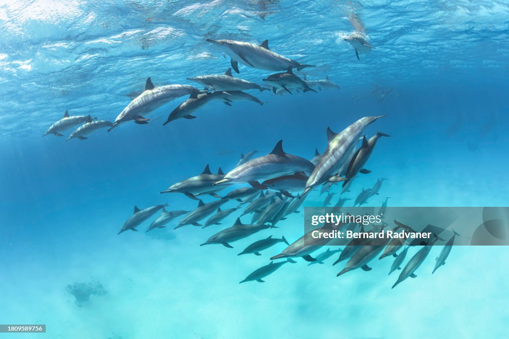 School of spinner dolphins in the south red sea