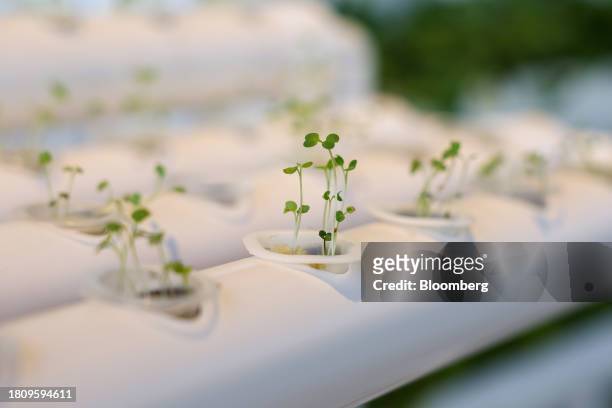 Plants in a hydroponic garden installation in the Youth Hub inside the Green Zone ahead of the COP28 climate conference at Expo City in Dubai, United...