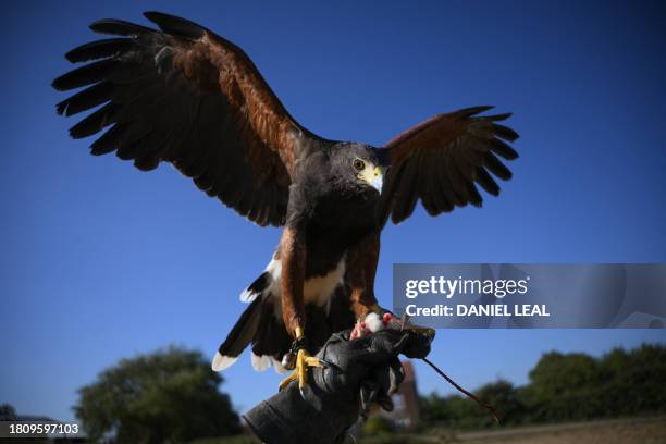 Circe, a female Harris Hawk that flies in different parts of London including Wimbledon to accompany Rufus The Hawk, approaches the carcass of a...