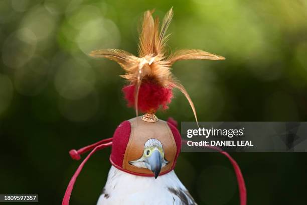 Minerva, a Gyr Saker falcon that flies in different parts of London including Wimbledon to accompany Rufus The Hawk, wears a hood commonly used to...