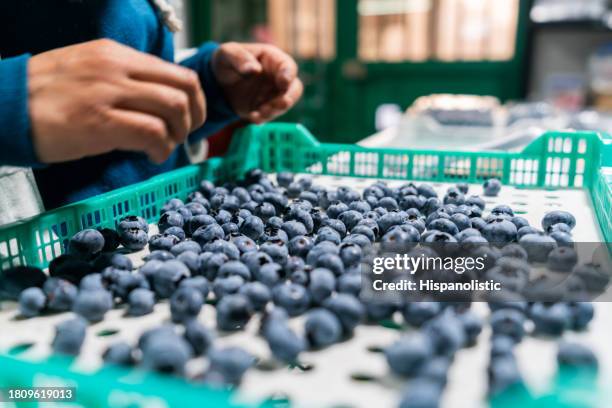 employee doing quality control at a blueberries factory - vers fruit stockfoto's en -beelden
