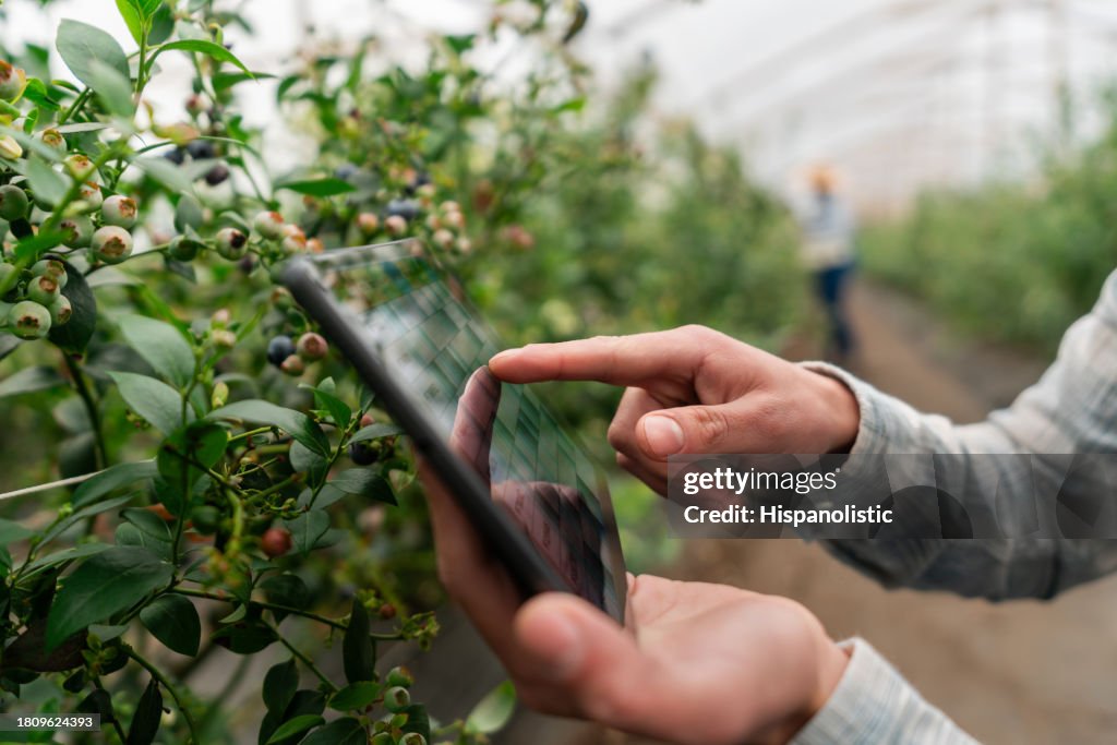 Farmer using a digital tablet at a blueberry plantation