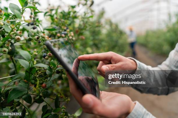 agricultor usando um tablet digital em uma plantação de mirtilo - agricultura inteligente - fotografias e filmes do acervo