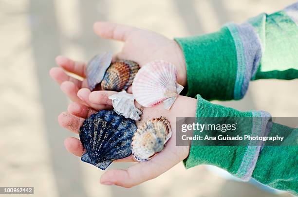 Shell Using Hand Lesn 1,284 Hand Holding Sea Shells Stock Photos, High-Res Pictures, and ...