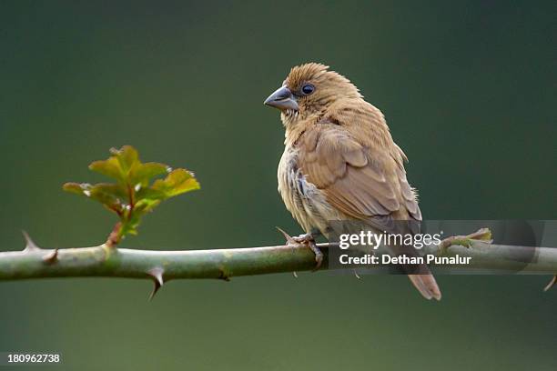 the indian silverbill (lonchura malabarica) - malabarica stock pictures, royalty-free photos & images