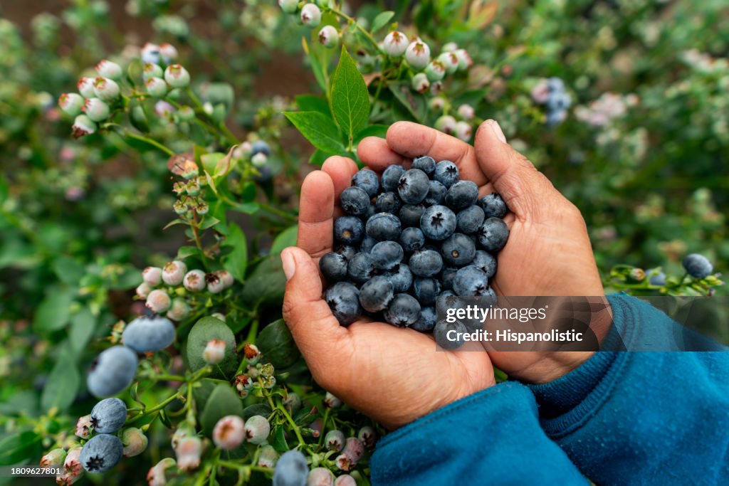 Farmer holding a handful of blueberries at a farm