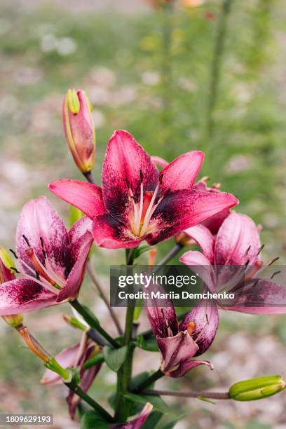 pink lily flower - madonna lily stock pictures, royalty-free photos & images