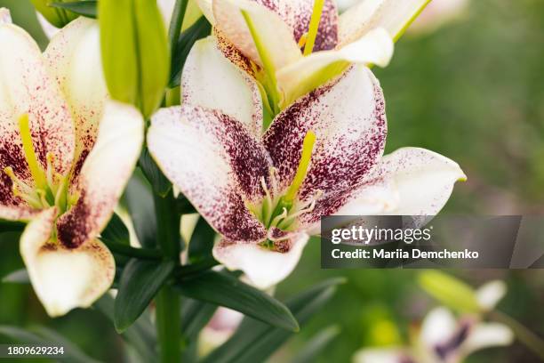 white lily flower - madonna lily stock pictures, royalty-free photos & images