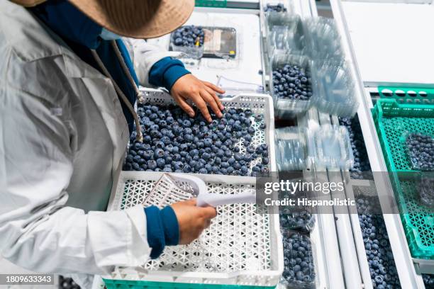 woman working at a blueberry factory doing quality control - fruit industry stock pictures, royalty-free photos & images